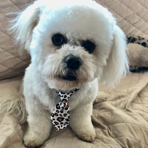 dog tie